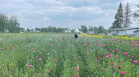 Edmonton opium field