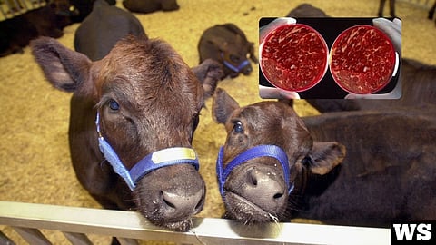 Cows, cloned meat