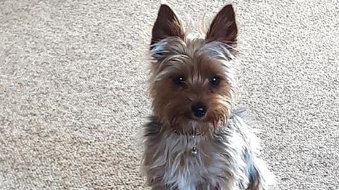 Help find Justice in Kelowna