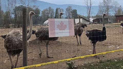 Universal Ostrich Farm