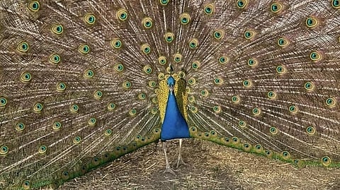 Peacock