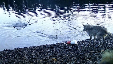 Wolf pulling in a crab trap