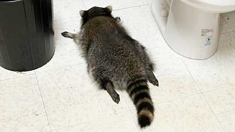 Drunk raccoon