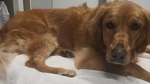 Three-year-old golden retriever Raiya was found abandoned at an Okotoks off-leash dog park. 