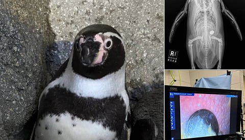 Calgary zoo penguin survives after swallowing coin in Penguin Plunge enclosure