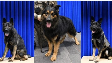 PSDs Shelby, Sultan and Sammy 