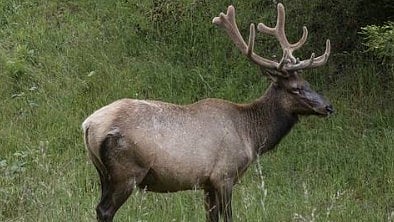 Elk