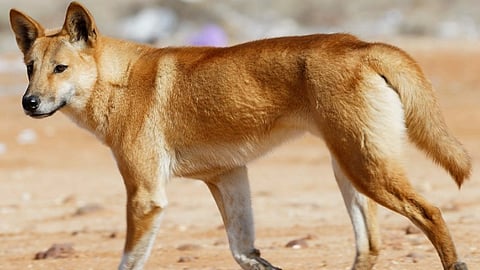 Dingo