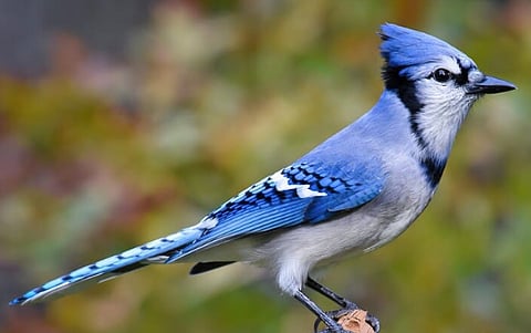 Blue Jay