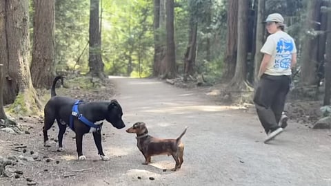 Pacific Spirit Regional Park