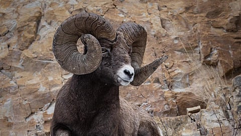 Bighorn Sheep
