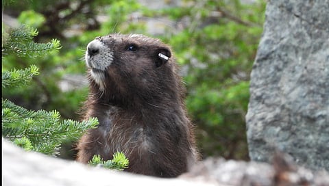 Marmot