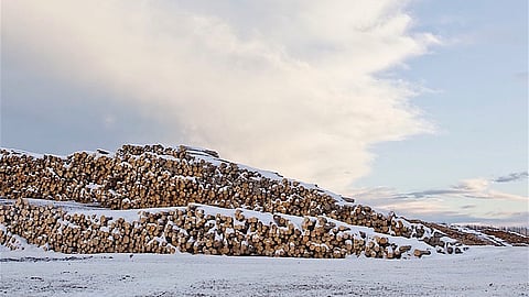 Logs await processing at Canfor sawmill in Prince George, BC. The company’s Canadian operations have been a main target of U.S. anti-dumping duties levied at the border for many years.