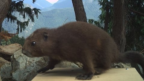 The Vancouver Island marmot