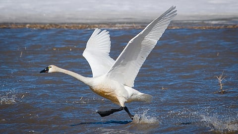 Tundra Swan
