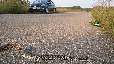 Bull snake strikes are up in Alberta