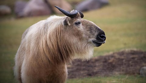 Sichuan takin