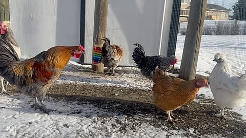 Chickens