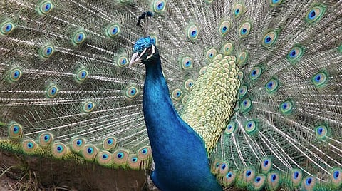 Peacock