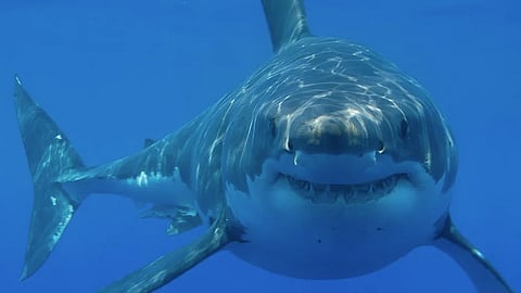 Great White Shark