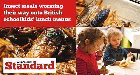 Insect meals worming their way onto British schoolkids' lunch menus