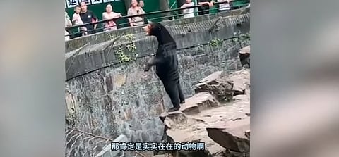 BEAR FACTS: Chinese zoo denies their bears are humans in costumes