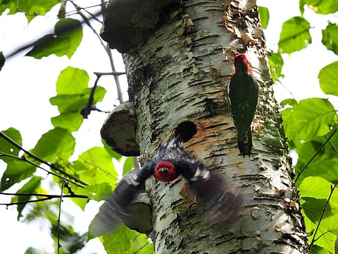 Woodpecker nest halts TMX construction near Chilliwack, BC