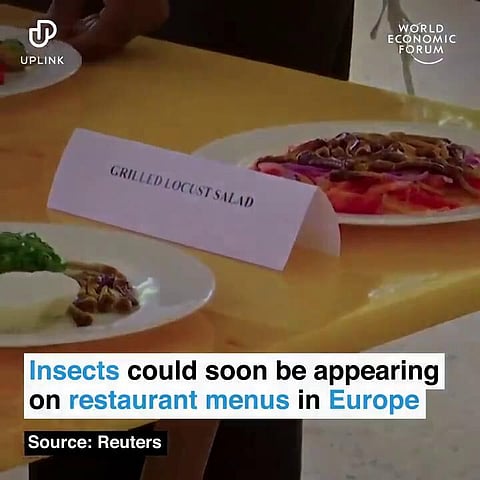 World Economic Forum: Insects could soon be appearing on restaurant menus in Europe