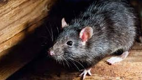 Vancouver ranked BC’s ‘rattiest city’ for fifth straight year