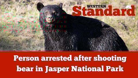 Person arrested after shooting bear in Jasper National Park