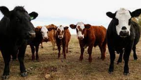 NO BEEF FOR YOU: Privy Council polls Canadians on meatless diets for climate change