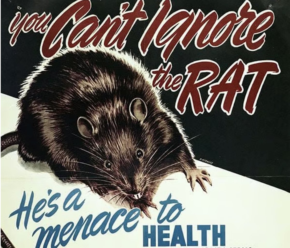 Alberta marks 75 years without rats, celebrates global rarity