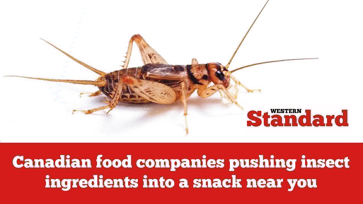 Canadian food companies pushing insect ingredients into a snack near you