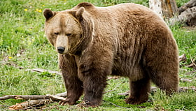 Alberta grizzly bear hunt debate reignites as encounters spike in rural areas