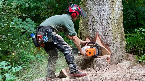 A professional faller downs a tree 
